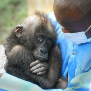 Vet holding baby gorilla