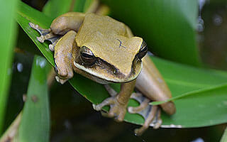 Peru Frog